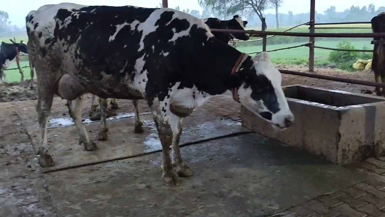 Mere farm pe fait nhi aa rha tha dekhiye kya kiya hu ki 4+ka fait aa rha h