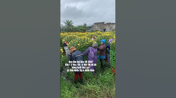 Hoa Cúc Đại Đóa Tết 2024 D 1M2 1M 90 60 40 Khánh Hòa Khu T 2 Thọ / Bé #anhàn #0369533143