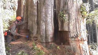 Aaron and Victor Big Cedar Push . Part 2 of 2 videos