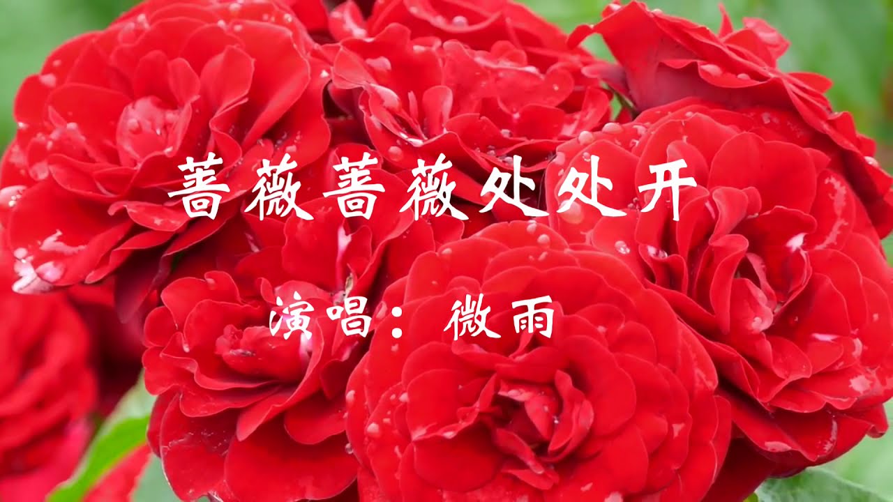 想唱就唱 新春对对碰 暖场 谁说蔷薇不如玫瑰 过节要得瑟 快乐的女人节 由微雨如酥发表 文学城