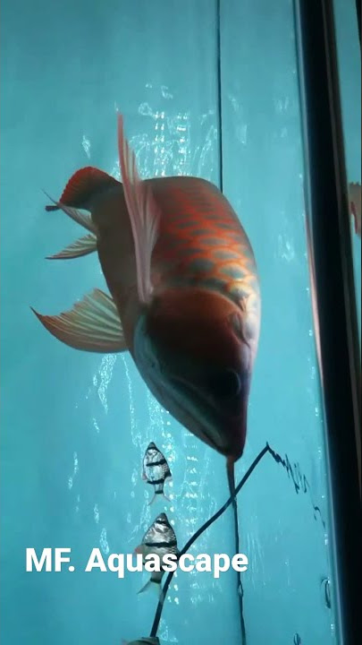 Arwana #fish #aquascaping #aquascape #aquarium #ikan #predator #predatorfish #arwana #arwanasuperred