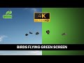 Birds Flying Green Screen | Free Video Editing Footage 4K