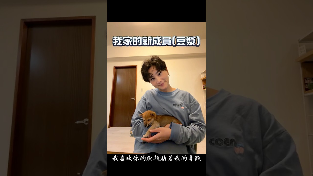我家的新成員#豆漿#柴犬有多可愛?#柴犬的日常#治癒人心的小動物#Shiba Inu#我家柴犬2個月了#台灣寵物友好#新住民#上海女生 縮圖