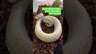 Snakes aren’t as bad as you think #ballpython #reptiles #snake #pets #animals #shorts #viral #fyp