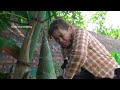 Harvest 1000+ Bmboo Shoots🌿 E Encontros Com Pítons Gigantes, Dragões De Komodo e Porcos-Espinhos!