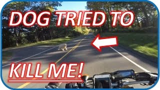 Motorcylce CLOSE CALL | Polar Bear ATTACK