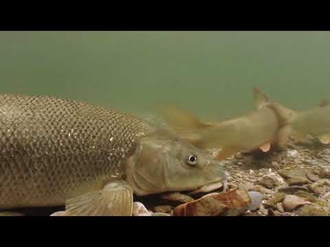 Video: Wird Barbe Käse fressen?