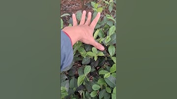 Bán cây chè xanh cổ thụ đã dưỡng đảm bảo 0977973535