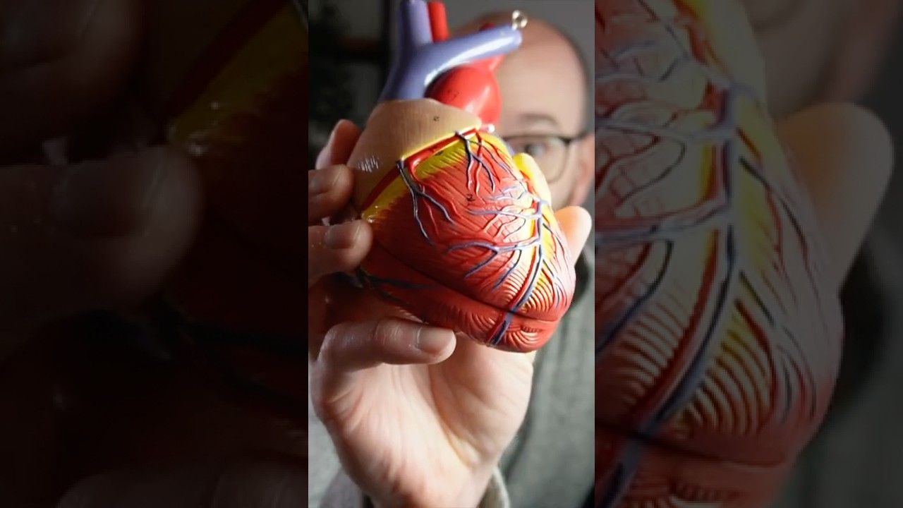 Coronary Arteries - Can you name them all? 