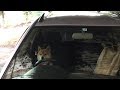 イタズラをして車で逃走しようとする柴犬　Shibe plays pranks and about to escape by car.