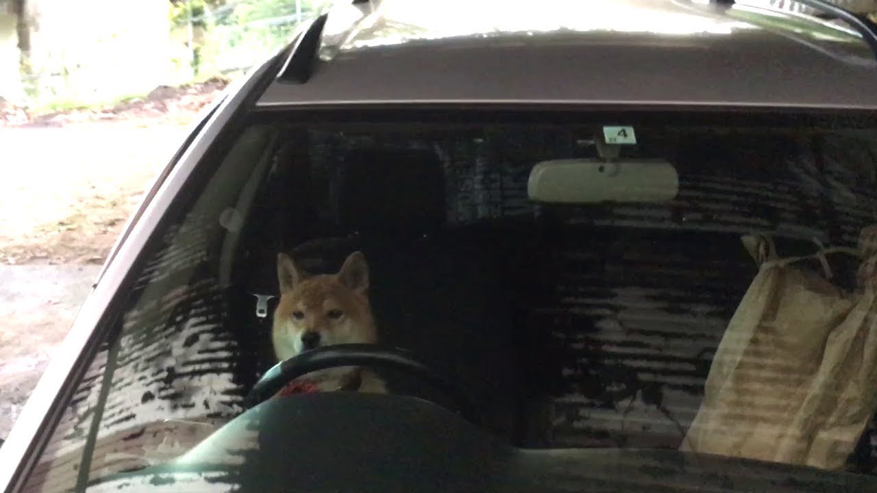 イタズラをして車で逃走しようとする柴犬 shibe plays pranks and about