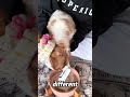 Owner Ties Dog’s Ears To Stop Him Eating Too Fast,#animals #shorts