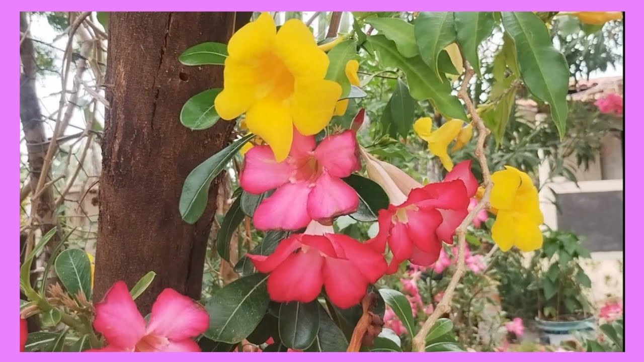 OLÁ MEUS AMORES VEM COMIGO VER O JARDIM DA IRMÃ MARIA 😍