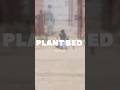 #PlantBed#RaisedBedGardening#GardeningTips#VegetableGarden#HomeGarden#KitchenGardening