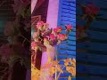 #flowerarrangement decorations ideas💡💡 #shorrs #vedio# viral song