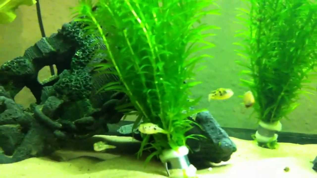 Dwarf Puffer Tank Set Up YouTube