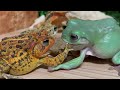 Life won’t wait！frog vs toad.