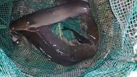 CÂU CÁ THIEN NHIEN[CAU CA THIEN NHIEN-ĐIỂM CÂU CÁ TRÊ LÍ TƯỞNG 2]