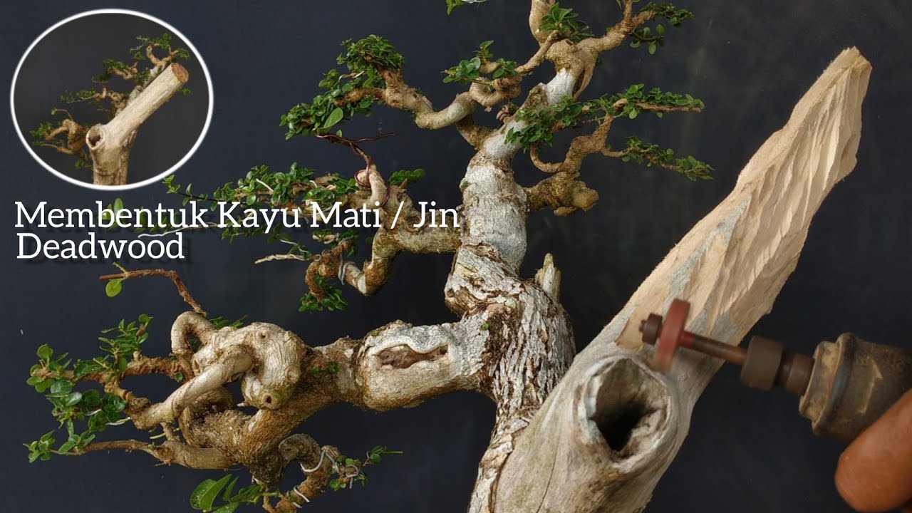 Visualisasi pengeringan kayu mati untuk bonsai tua untuk memahami pentingnya pengeringan kayu mati untuk bonsai tua