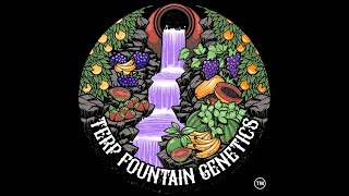 The Hashish Inn Podcast | Episode 51 - Andrew of Terp Fountain Genetics (MI)