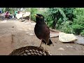 Bird talking | மனிதரை போல் பேசும் பறவை | parrot talking | Myna talking