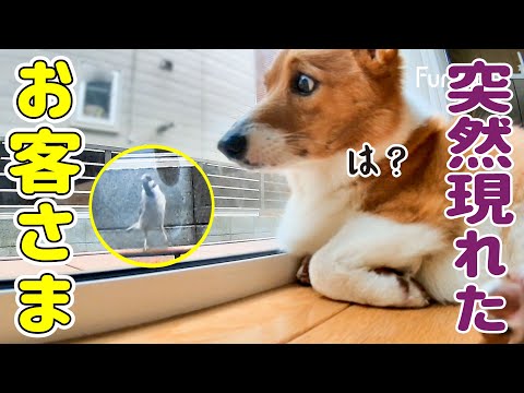 木彫りのコーギー2体 番犬編 敷地内に侵入者がいます！番犬お願いします！ - YouTube