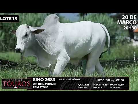 LOTE 15 SINO 2683