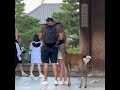 鹿さん割り込む　奈良公園鹿#deerpark #奈良公園 #動物 #japantravel #animals #naradeer #cute #deer #nature #旅行