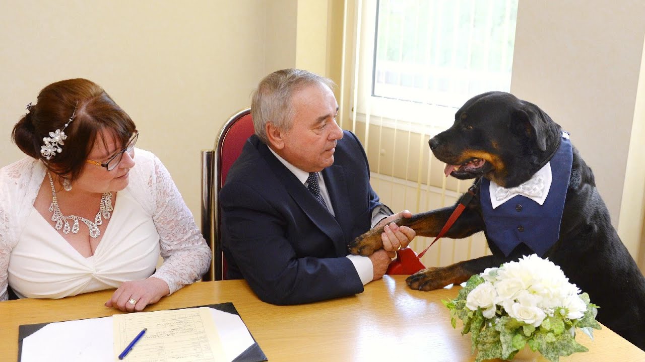 Are Rottweilers Jealous Dogs