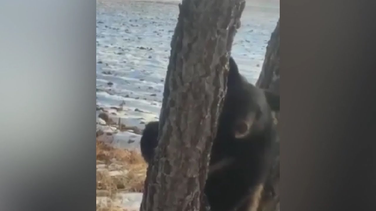 Гималайского медвежонка-сироту спасли в Приморье