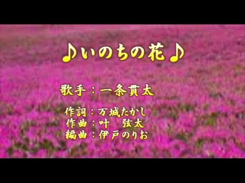 【新曲】いのちの花／一条貫太／歌の無い歌謡曲／2020年11月4日発売
