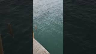 Dolphin hanging out around the bridge #shorts #shortvideo #pensacola #florida #dolphin