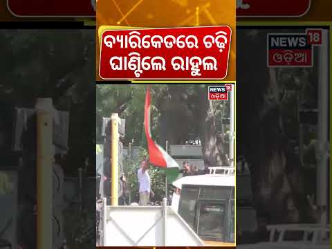 ବ୍ୟାରିକେଡ୍ ଉପରେ ଚଢ଼ିଗଲେ... Rahul Gandhi Climbs Barricade During INDIA Bloc Rally | Delhi Protest
