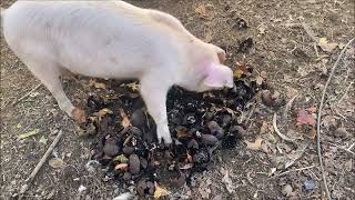 Pigs Eat Black Walnuts