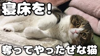 飼い主の寝床を奪う猫【スコティッシュフォールド】【Scottish Fold】