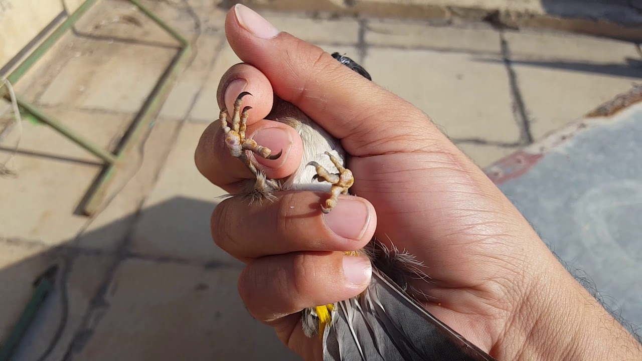 عندك بلبل بقفص حديد ؟ انتبه لاتوكع بنفس المشكله ؟ أطلاق سراح بلبل شوف للنهايه أسوه البلبل