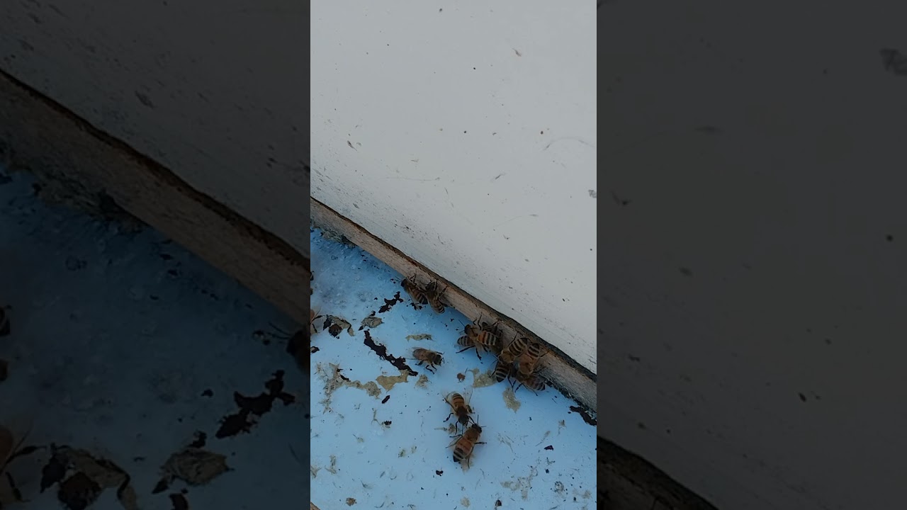 Guard bees doing their job ..Just chilling with the bees on a windy day ..