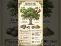 DRUGB-Bibhitaki✨️🌿🌱 The "Ancient Wisdom" Vibe #multivitamins #natural #skincare #beauty