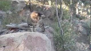 Kurilian Bobtail Ordinary Walk