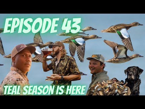 Bayou Dragon's Podcast Ep.43 (Teal Season is Here.)