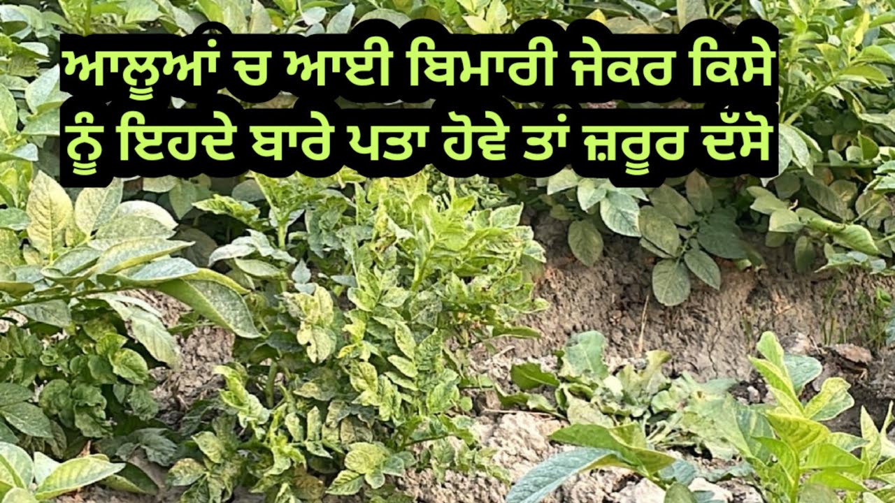ਆਲੂਆਂ ਚ ਆਈ ਬਿਮਾਰੀ ਜੇਕਰ ਕਿਸੇ ਨੂੰ ਇਹਦੇ ਬਾਰੇ ਪਤਾ ਹੋਵੇ ਤਾਂ ਜ਼ਰੂਰ ਦੱਸੋ। Panjaab Paidavar