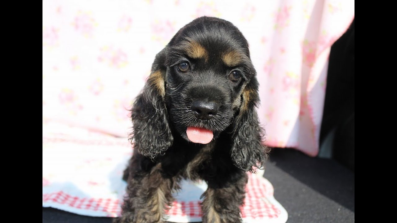 No Aco0602 アメリカンコッカースパニエル ブラック タン 女の子 Youtube