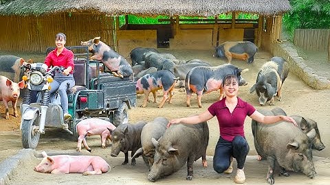 TIMELAPSE -- Selling Herd Massive 900Kg Pigs, Use Truck Transport 1000+ Pigs, Go to Market Sell