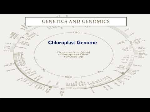 Video: Wat word stapels tilakoïede in chloroplaste genoem?