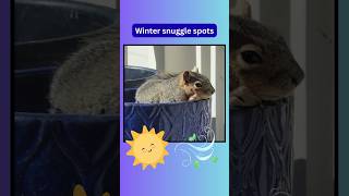 A young cute squirrel's winter snuggle spots