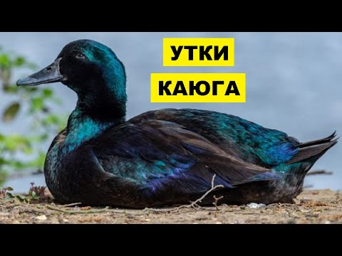 Video: Каюга өрдөктөрү чуулдайбы?