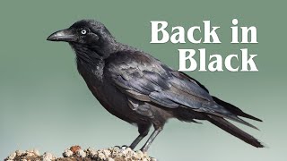 Australia's Smartest Birds - Ravens and Crows