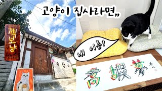 (하몽이네vlog) 고양이 집사가 되면 하고 싶었던 버킷리스트 / 책보냥, 혁필화