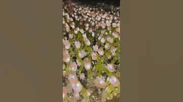 The Best Gift For Tulip Lovers Tulight Tuliplamp Tulip Decoration Gift Shorts 