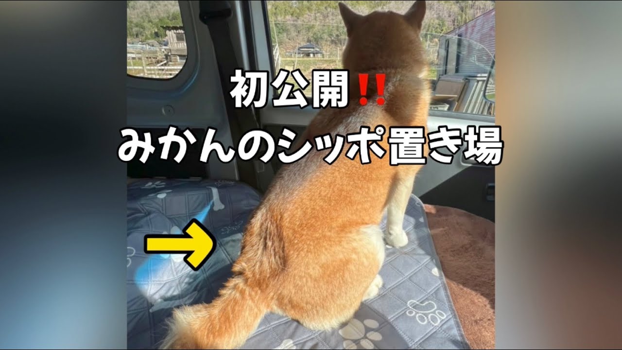 軽トラ生活が快適過ぎて非公開部分があらわになってる柴犬ママ笑 Youtube